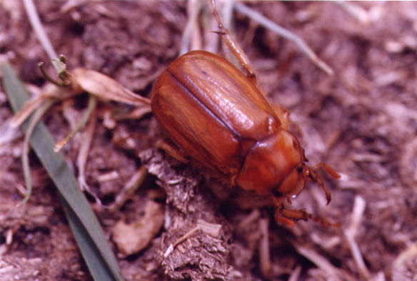 Melolontide madonita: Rhizotrogus ciliatus